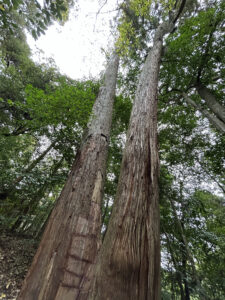 伊勢神宮　大木