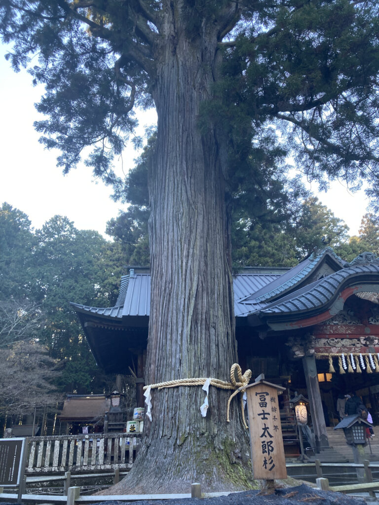 北口本宮冨士浅間神社　富士太郎杉　御神木